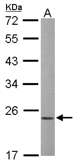 RAC1 Antibody (aa1-196)