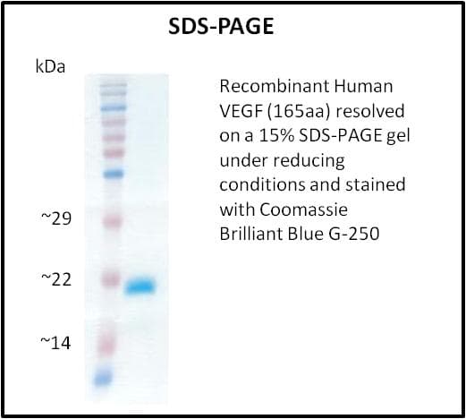 Human VEGFA / VEGF Protein (Recombinant)