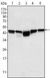 GSK3B / GSK3 Beta Antibody (clone 3D10)