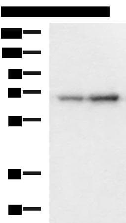 PAIP1 Antibody