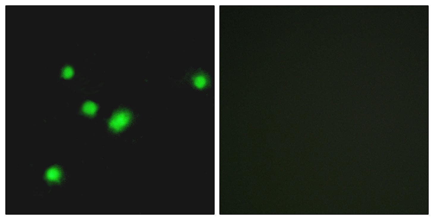 MUTYH / MYH Antibody