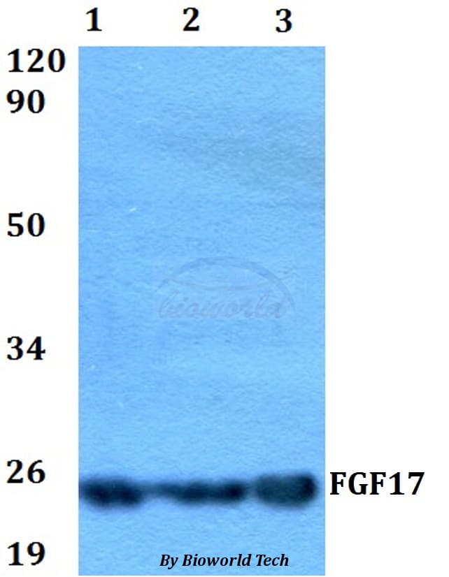 FGF17 Antibody