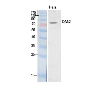 OAS2 Antibody