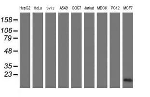 CRABP2 Antibody (clone OTI3C11)