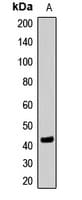 SETD8 / SET8 Antibody