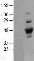 DUS2 / DUS2L Protein (Over-Expression Lysate Myc-DDK (Flag))