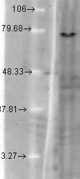 KCNQ1 / KVLQT1 Antibody (aa2-101, clone N37A/10, Biotin)