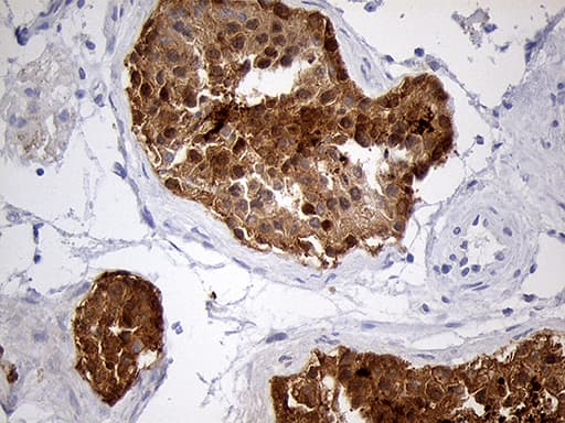 EEF1D Antibody (clone OTI4B9, Carrier-free)