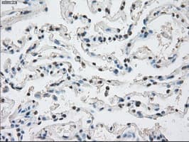 PPP5C Antibody (clone OTI1G2)