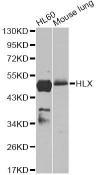 HLX1 / HLX Antibody