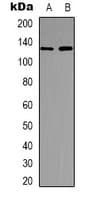USP36 Antibody (Internal)