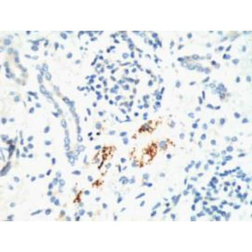 KIF7 Antibody (clone 3F8)