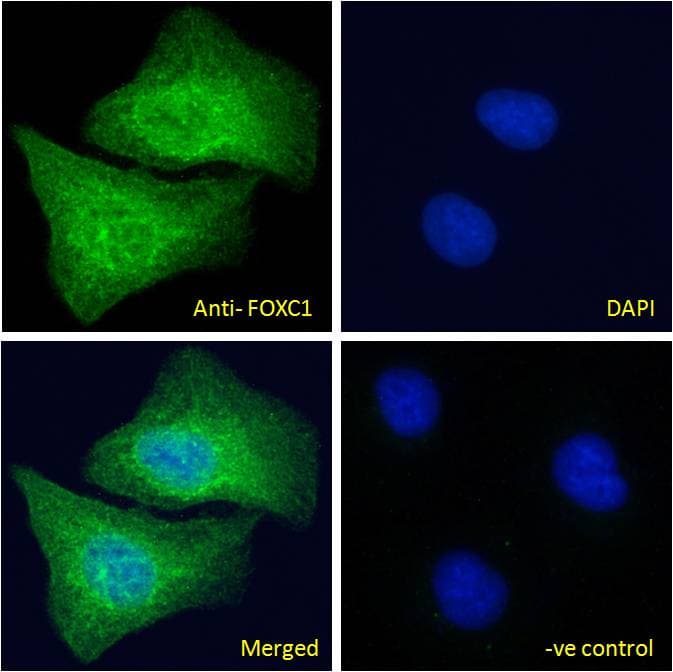 PathPlus™ FOXC1 Antibody (aa541-553)