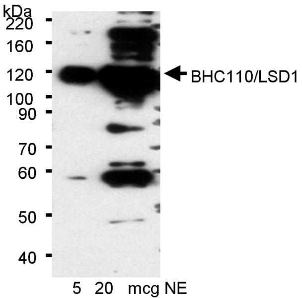 KDM1A / LSD1 Antibody (aa825-C-term)