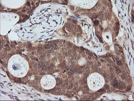 RASSF8 Antibody (clone OTI3F7)