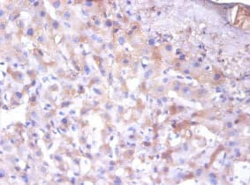ERP29 Antibody