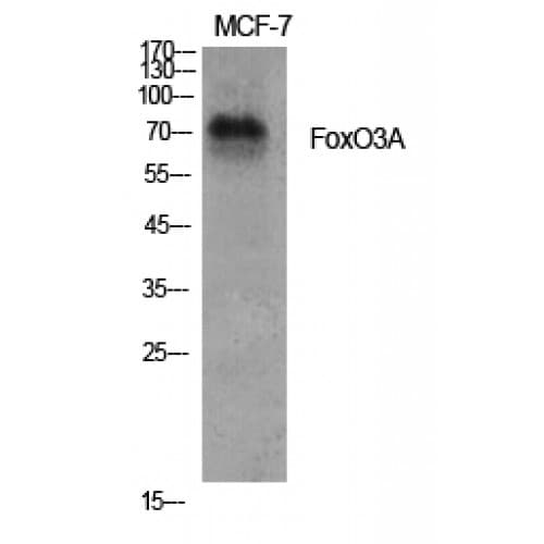 FOXO3 / FOXO3A Antibody (190-270 aa)