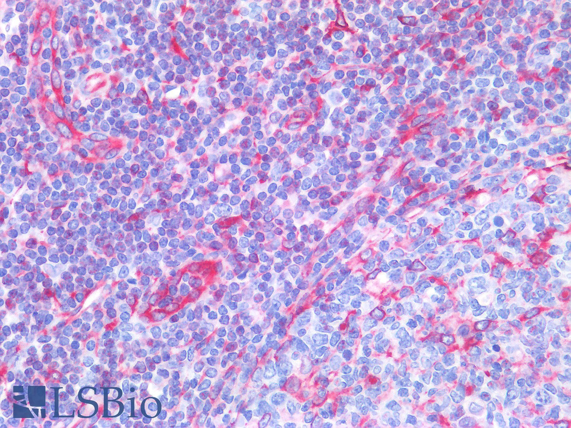 IHC-plus™ TMEM173 / STING Antibody