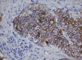 CDH1 / E Cadherin Antibody (clone OTI1G1, Carrier-free)