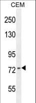 ZNF493 Antibody (aa586-614)