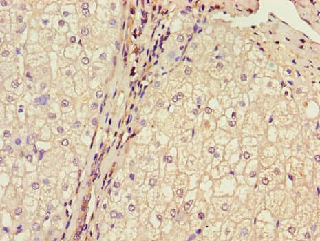 Polyclonal Rabbit anti-Human Brain Protein 44 / BRP44 Antibody (IHC, WB)