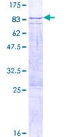 Human OMA1 Protein (Recombinant GST)
