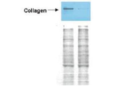 IHC-plus™ Collagen VI Antibody
