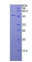 Rat TNFSF10 / TRAIL Protein (Recombinant His-GST, N-terminus)