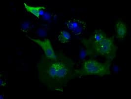 USP5 Antibody (clone OTI2F5)