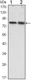 CRTC2 / TORC2 Antibody (clone 5B10)
