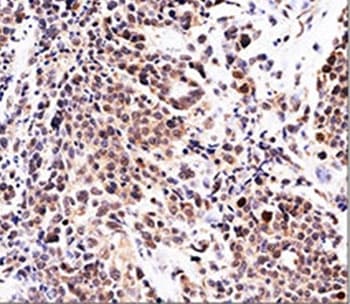 CDKN1A / WAF1 / p21 Antibody (clone WA-1, Azide-free, BSA-free)