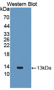 CXCL11 Antibody (aa159-258)