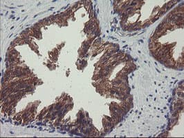 VBP1 Antibody (clone OTI1A5)