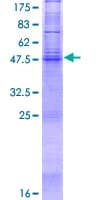 Human PAQR3 Protein (Recombinant GST)