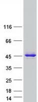 Human C19orf54 Protein (Recombinant Myc-DDK (Flag))