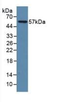 LAMP1 / CD107a Antibody (aa49-297)