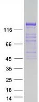 Human GRID2IP Protein (Recombinant Myc-DDK (Flag))