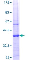 Human LPIN1 / Lipin 1 Protein (Recombinant GST, N-terminus)
