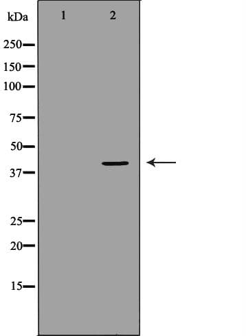 GNAO1 Antibody