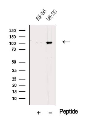 NCL / Nucleolin Antibody