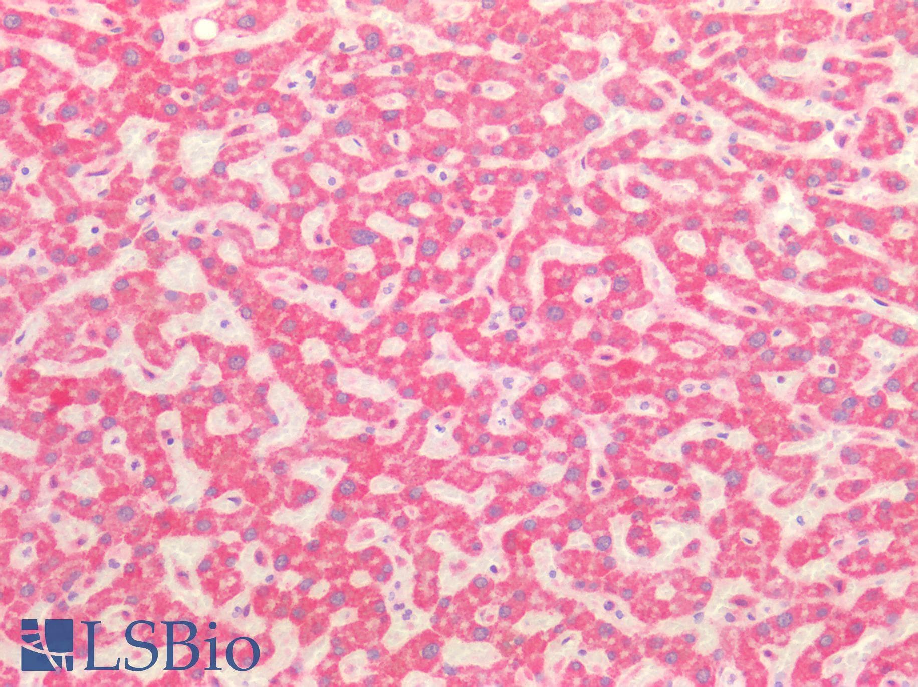 PathPlus™ ROS1 / ROS Antibody (aa1744-1777)