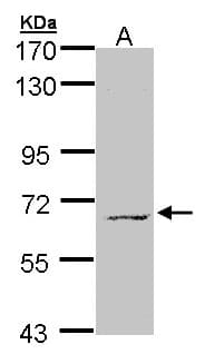 MPP3 Antibody (aa1-296)
