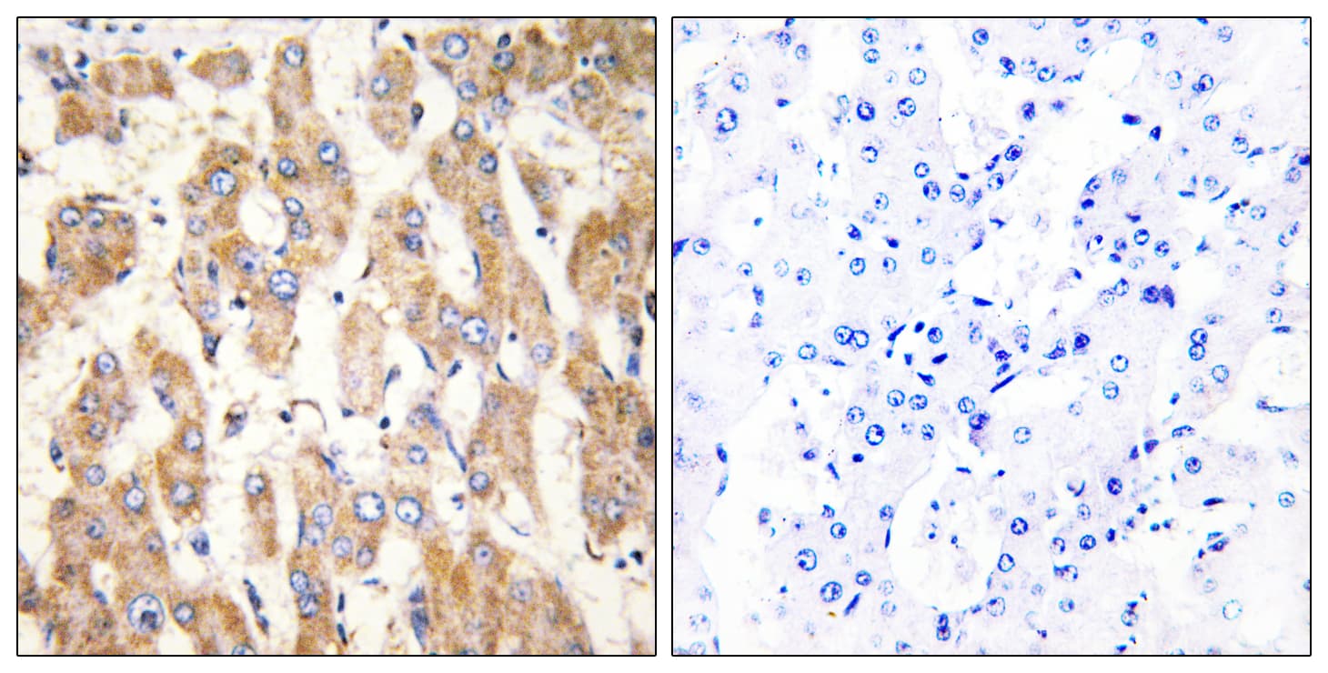 BAX Antibody (aa41-90)