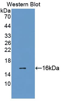 LOXL2 Antibody (aa434-546, Biotin)