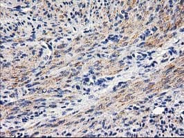 PON1 / ESA Antibody (clone OTI2D4)