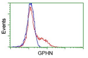 Gephyrin Antibody (clone OTI2C2)