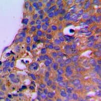 CEP41 / TSGA14 Antibody (Internal)