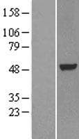 Human NR1H3 / LXR Alpha Protein (Over-Expression Lysate Myc-DDK (Flag))