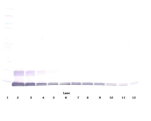 CCL7 / MCP3 Antibody