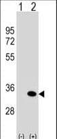 APG5 / ATG5 Antibody (aa209-238)